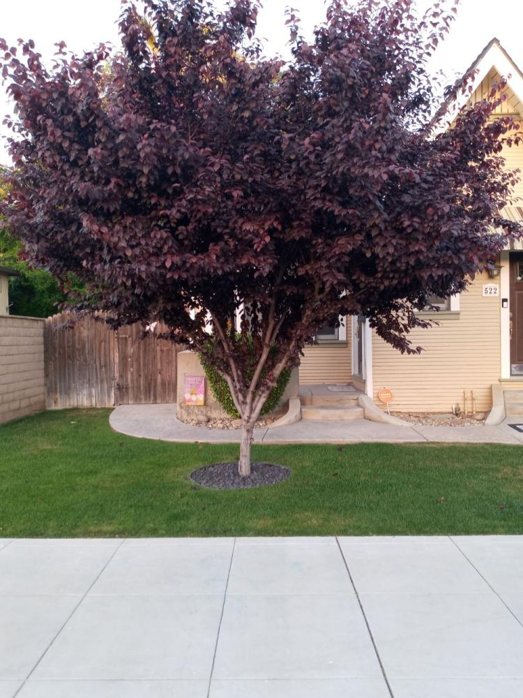 tree