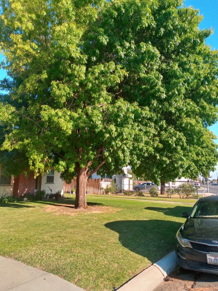 tree