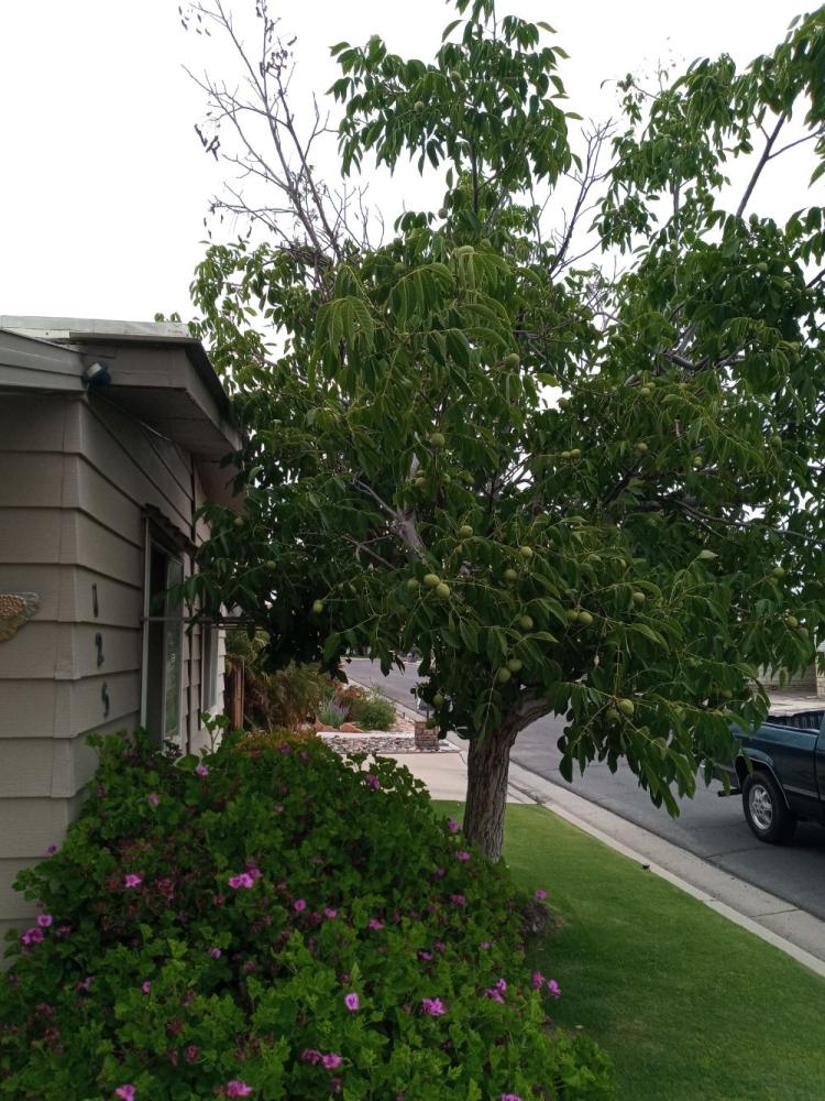 tree