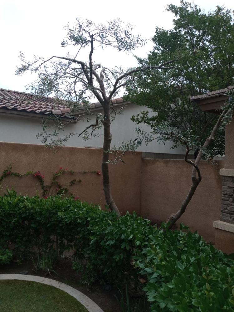 tree