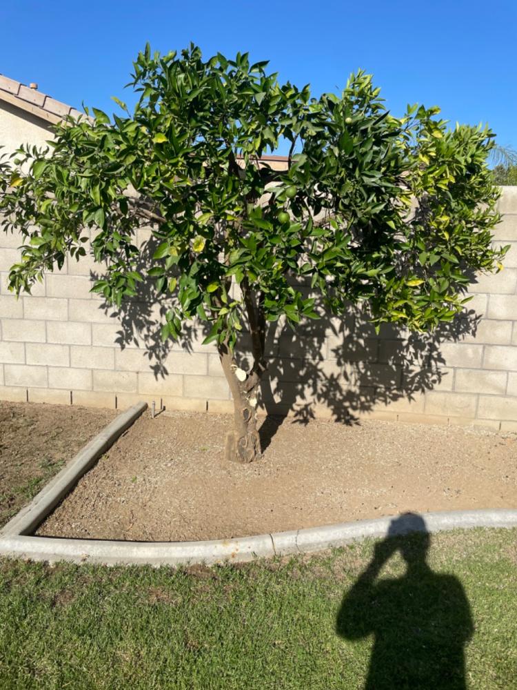 tree