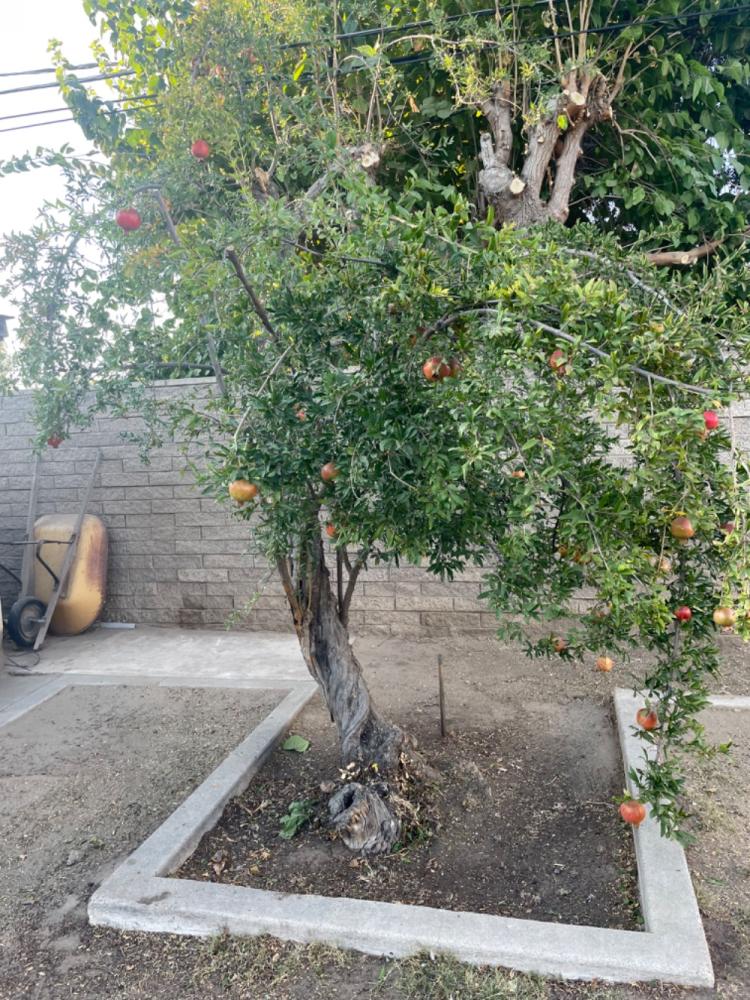 tree
