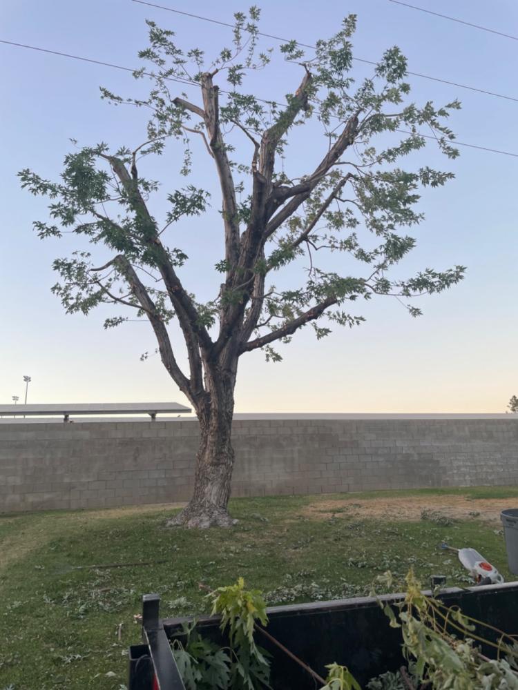 tree