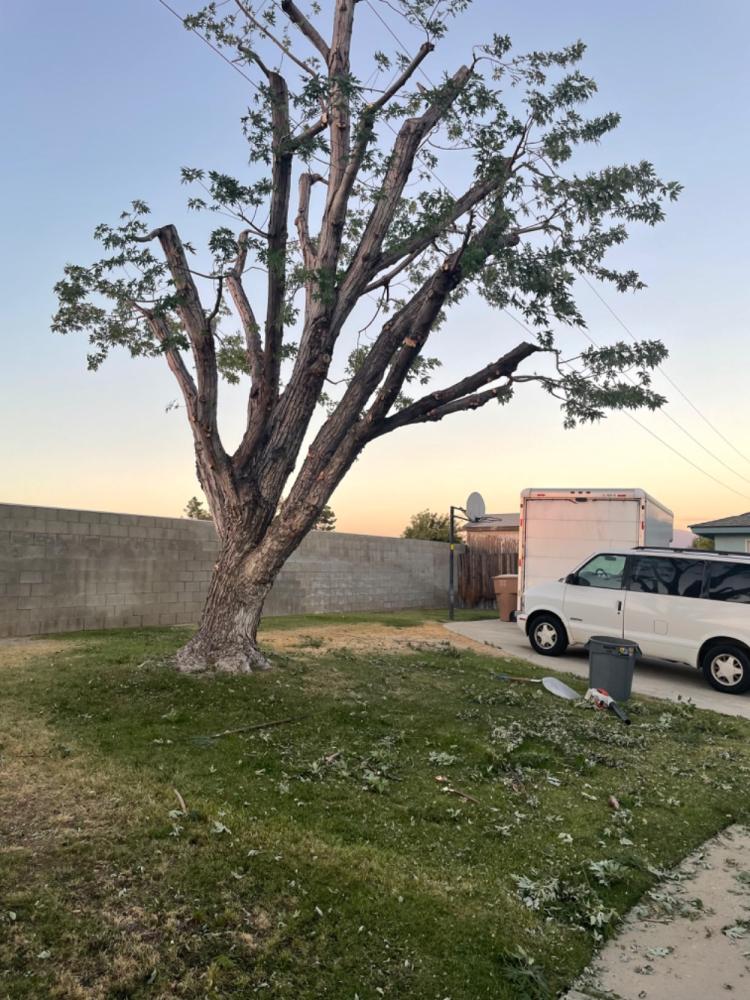 tree