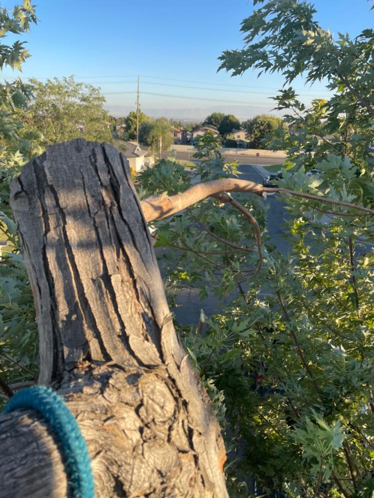 tree