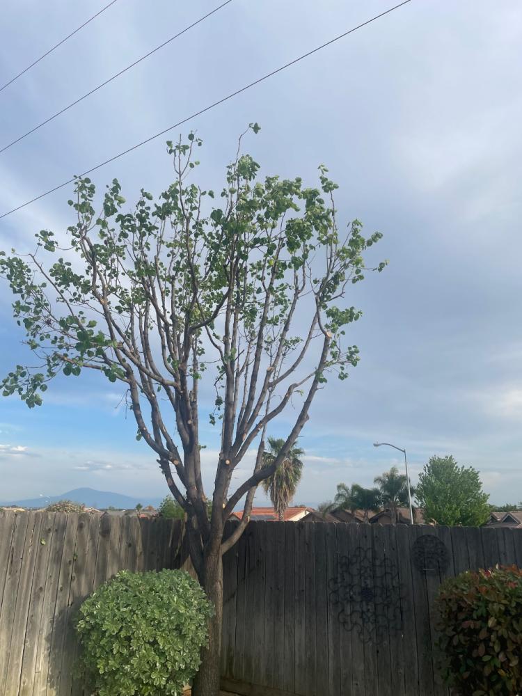 tree