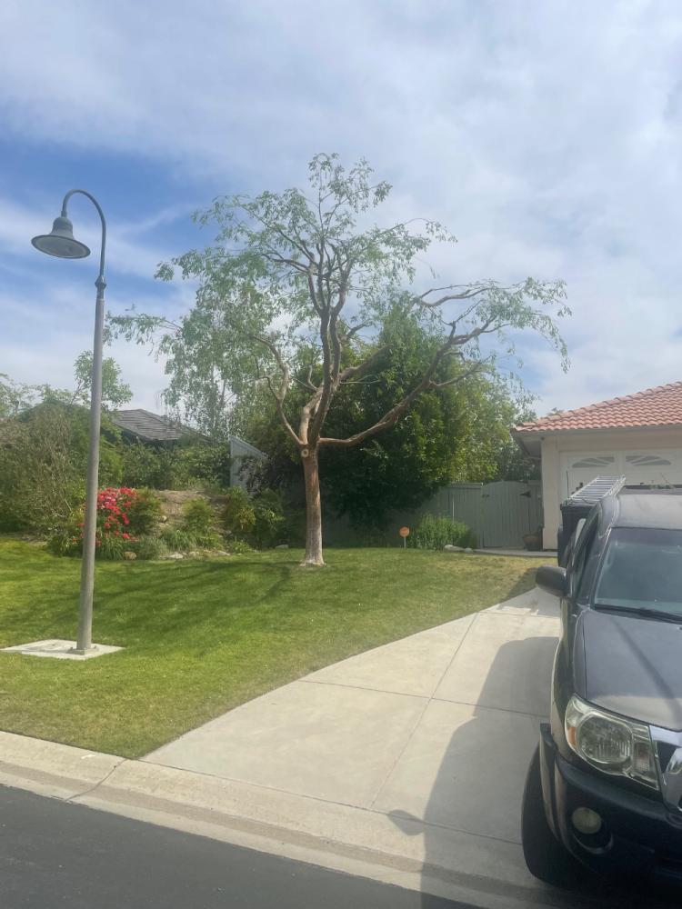 tree