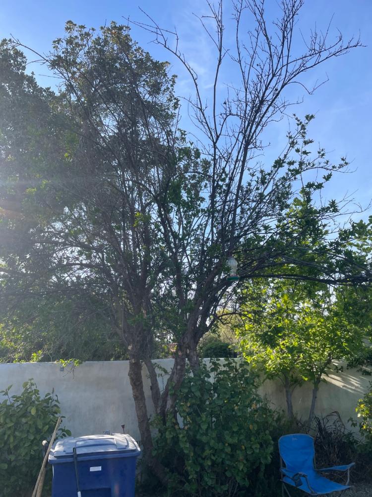 tree