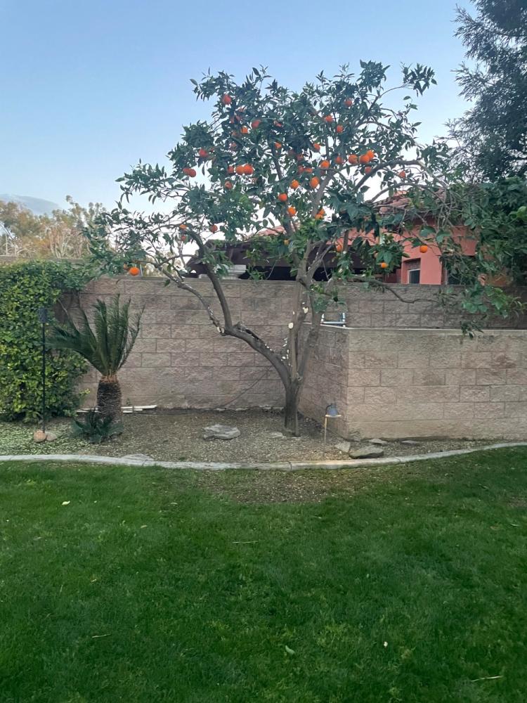 tree