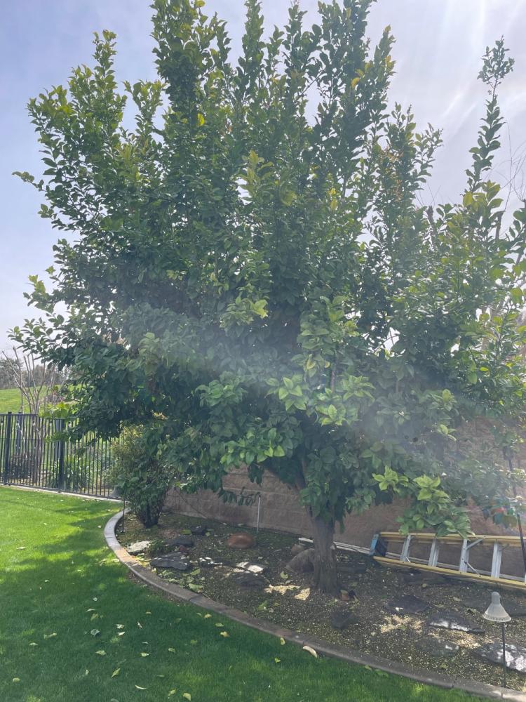 tree