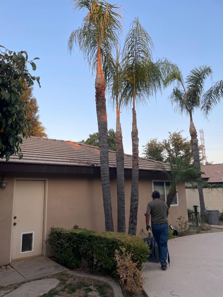 tree