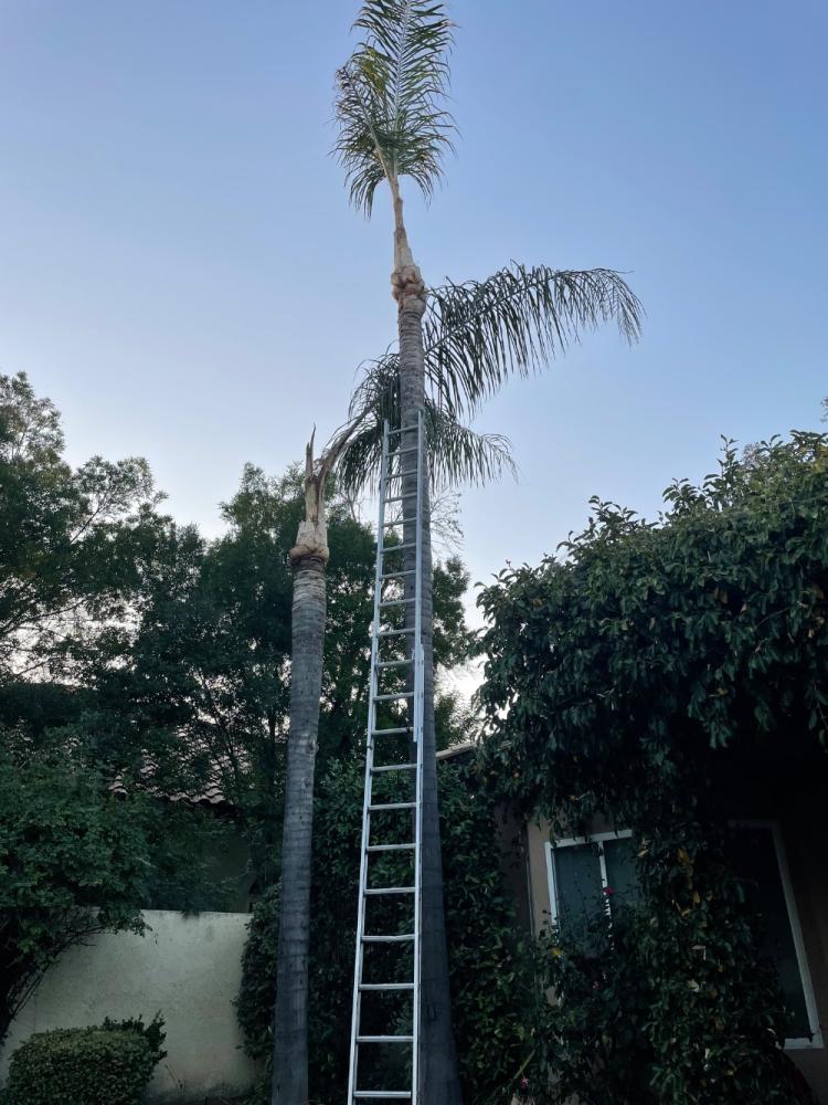 tree
