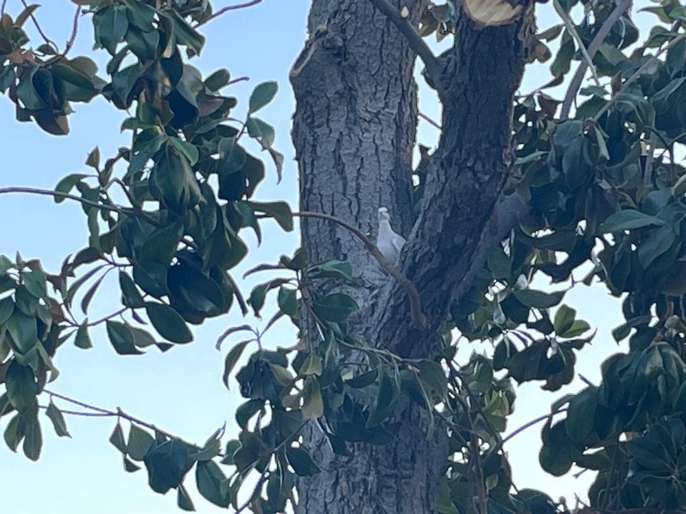 tree