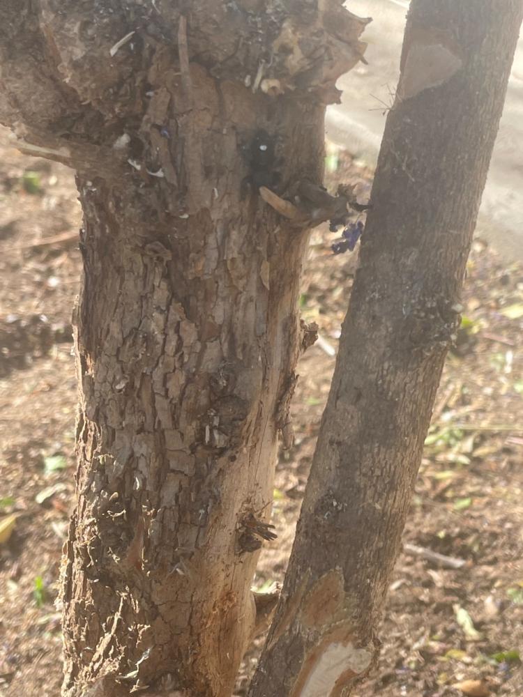 tree