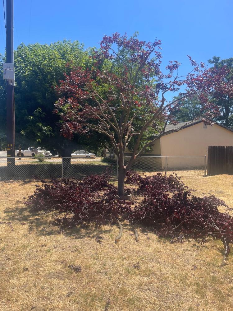 tree