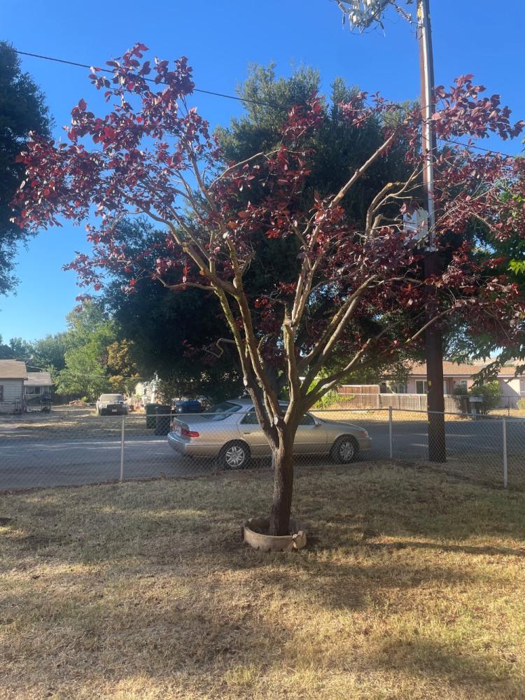 tree