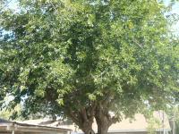 Pictures of recently trimmed trees