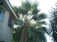 Palm &Yucca Trimmed