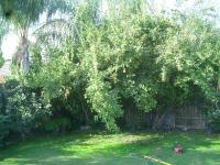 Pictures of recently trimmed trees