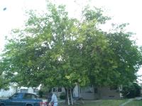 Pictures of recently trimmed trees
