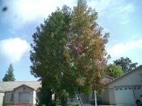 Pictures of recently trimmed trees