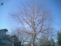 Oak Tree Trimmed Before & After