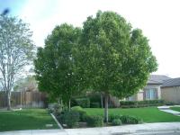 Pictures of recently trimmed trees