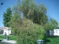 What Happen when a Pepper tree got to Heavy!! Before & After