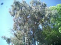 Eucalyptus Before and After