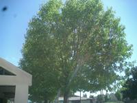 Pictures of recently trimmed trees