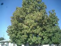 Very Old Magnolia tree trimmed Before & After