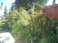 Orange Tree Trimmed