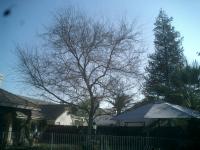 Elm Trimmed when Dormant now has leaves