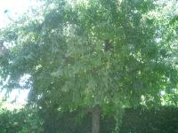 Pictures of recently trimmed trees