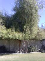 Pepper Tree Trimmed Before& After
