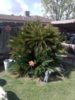 Sago Palm 20 years old