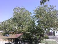 Pictures of recently trimmed trees