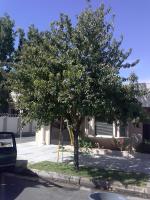 Pictures of recently trimmed trees
