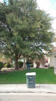 Chinese Elm Before And After