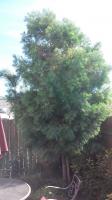 Two Podocarpus Before And After