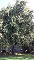 Pictures of recently trimmed trees