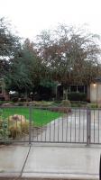 Pictures of recently trimmed trees