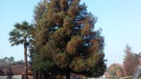 Giant Redwood Tree Before & After