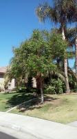 Queen Palms,locust tree & Chinese Manolia Trimmed.