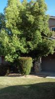 Pictures of recently trimmed trees
