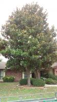 Pictures of recently trimmed trees