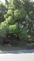 Pictures of recently trimmed trees