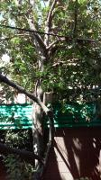 Pictures of recently trimmed trees