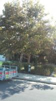 Pictures of recently trimmed trees