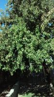 Pictures of recently trimmed trees